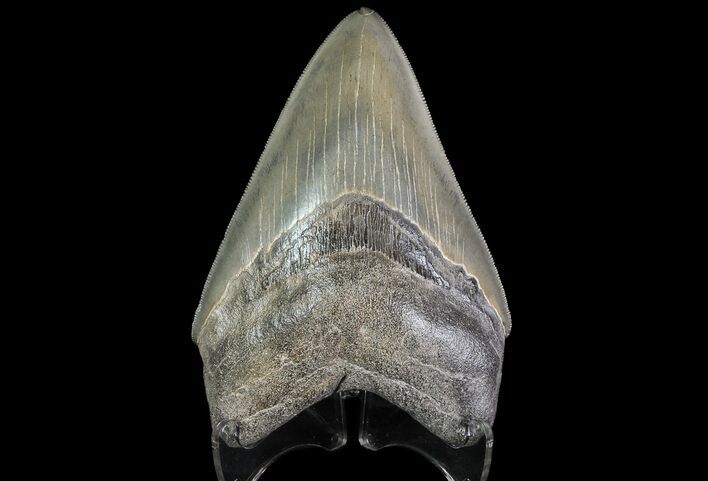 Serrated, Fossil Megalodon Tooth - Gorgeous Enamel #76876